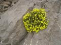 Dionysia revoluta